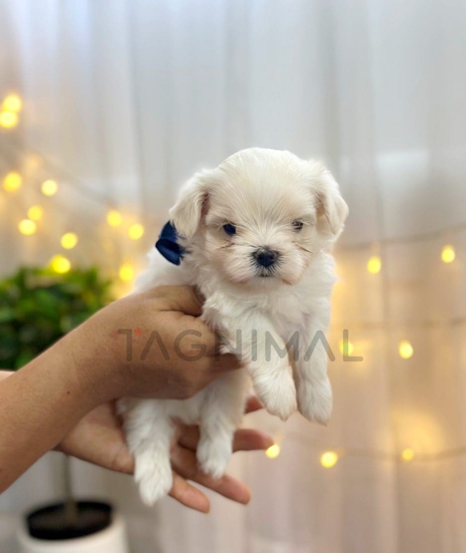 Maltese puppy for sale, dog for sale at Tagnimal