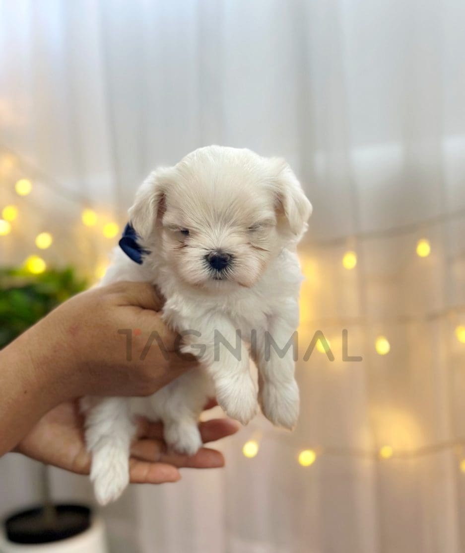 Maltese puppy for sale, dog for sale at Tagnimal