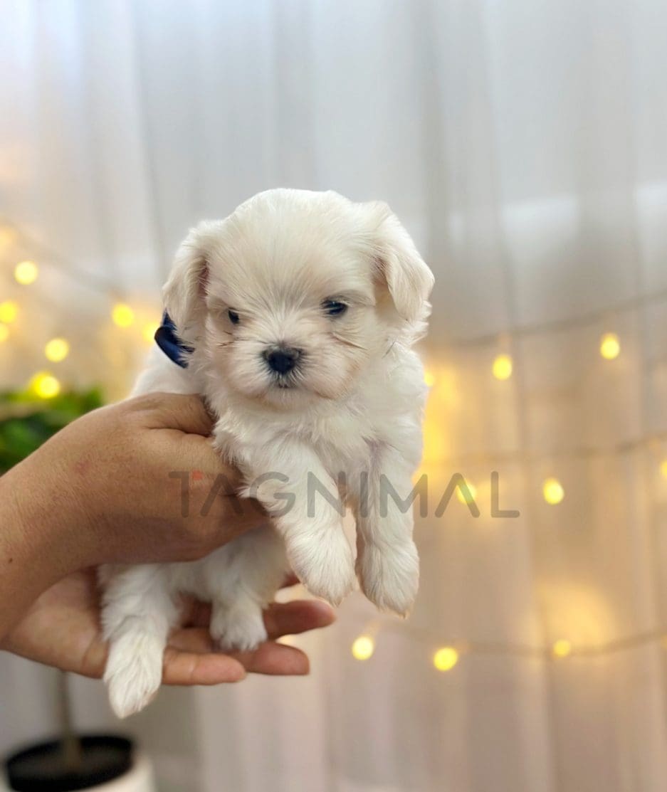 Maltese puppy for sale, dog for sale at Tagnimal