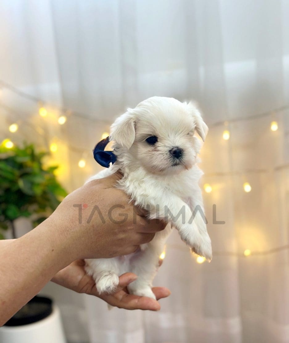 Maltese puppy for sale, dog for sale at Tagnimal