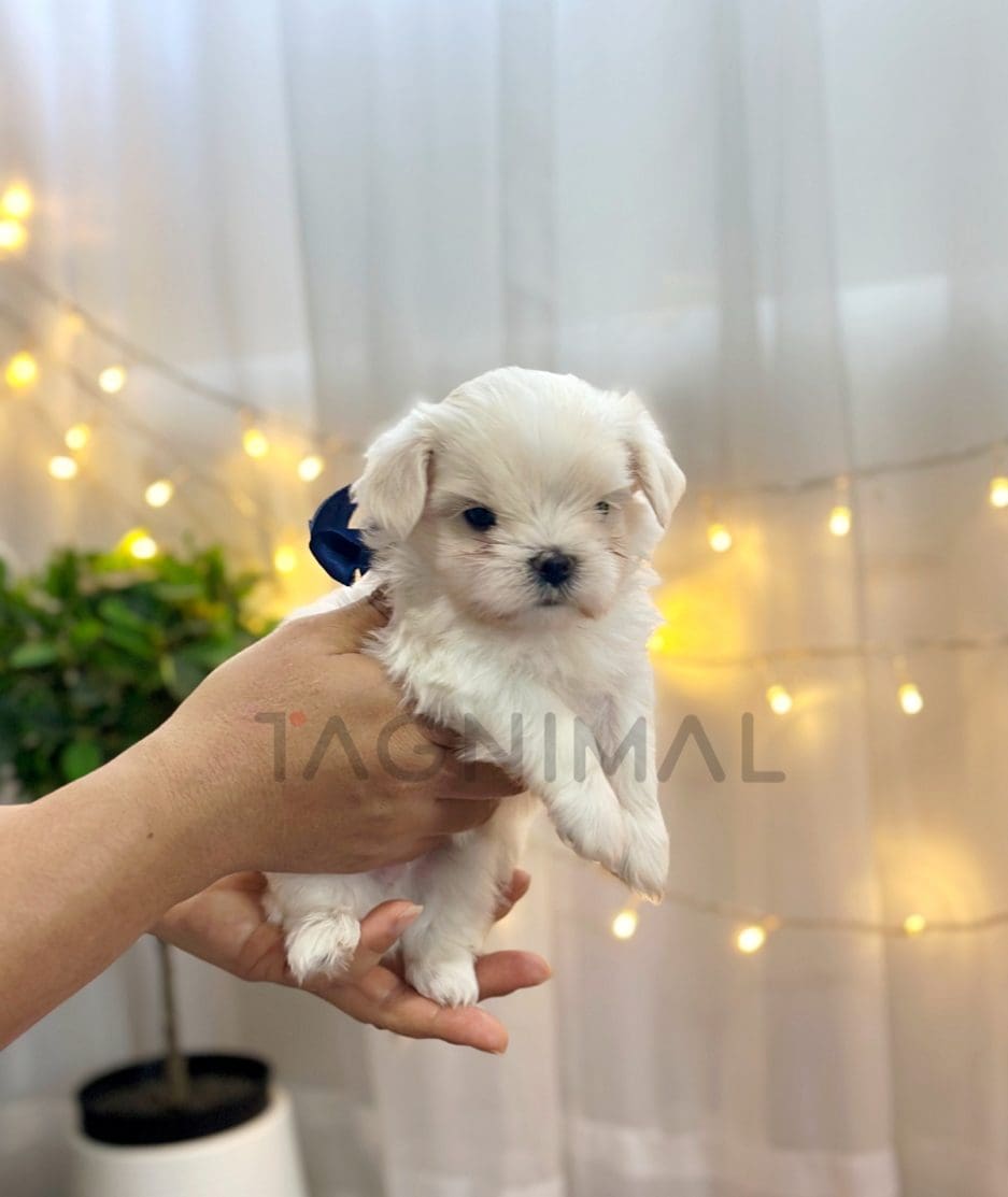 Maltese puppy for sale, dog for sale at Tagnimal