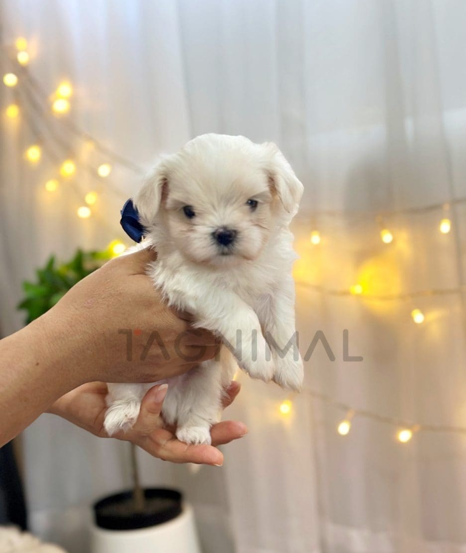 Maltese puppy for sale, dog for sale at Tagnimal