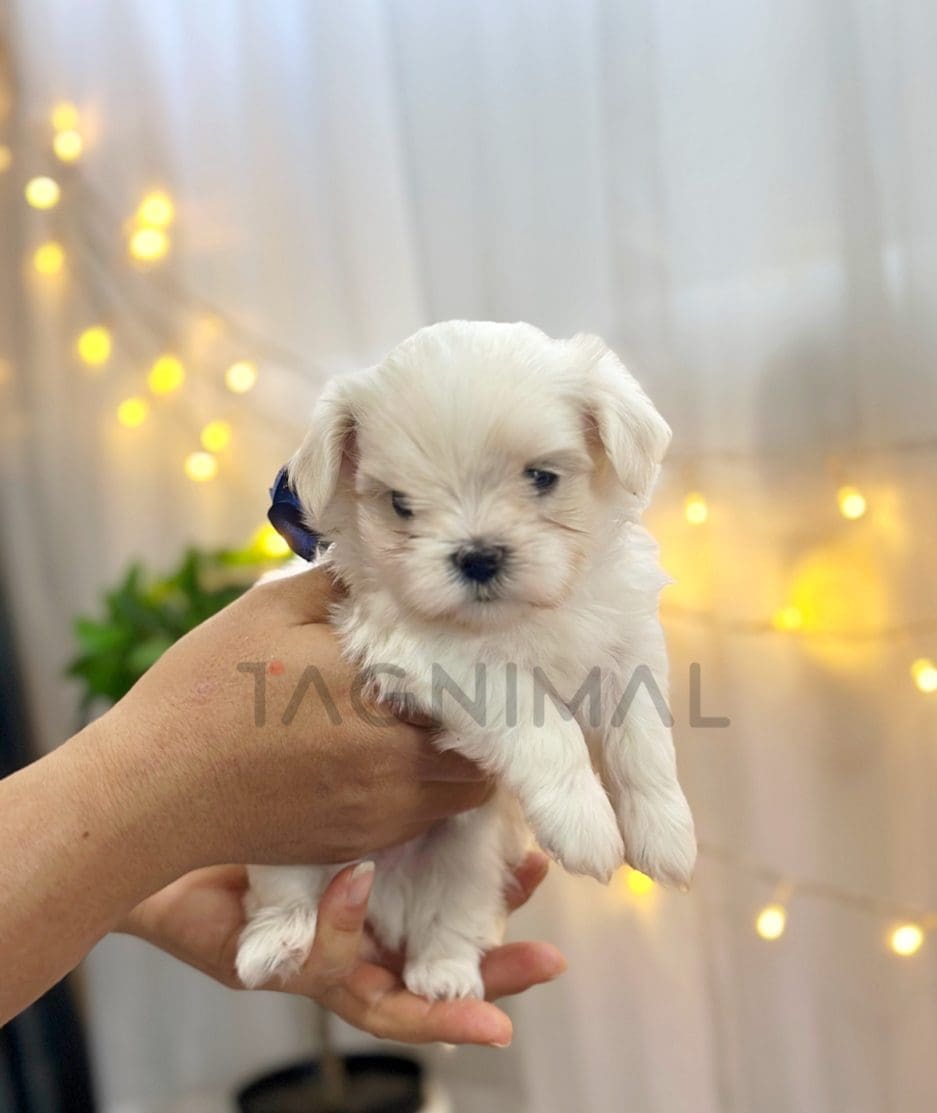 Maltese puppy for sale, dog for sale at Tagnimal