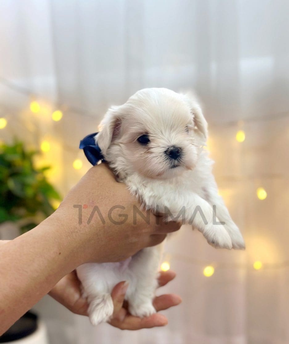 Maltese puppy for sale, dog for sale at Tagnimal