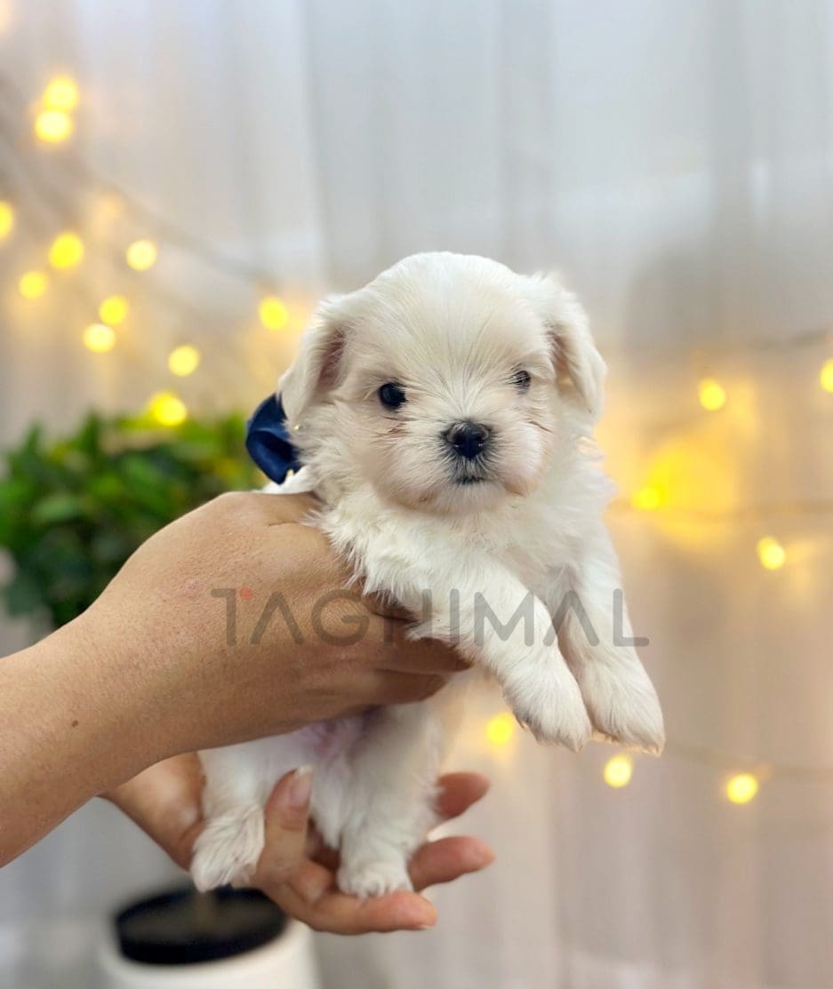 Maltese puppy for sale, dog for sale at Tagnimal