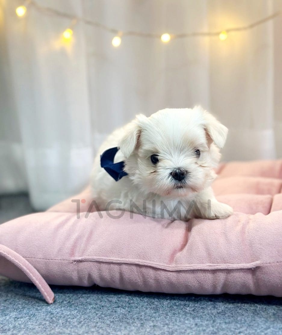 Maltese puppy for sale, dog for sale at Tagnimal