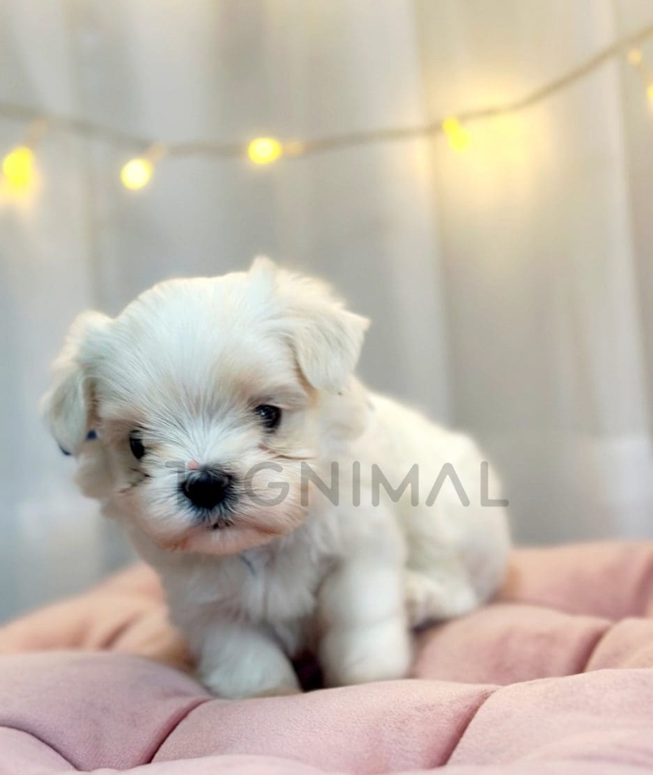 Maltese puppy for sale, dog for sale at Tagnimal