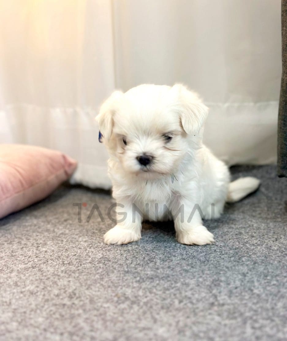 Maltese puppy for sale, dog for sale at Tagnimal