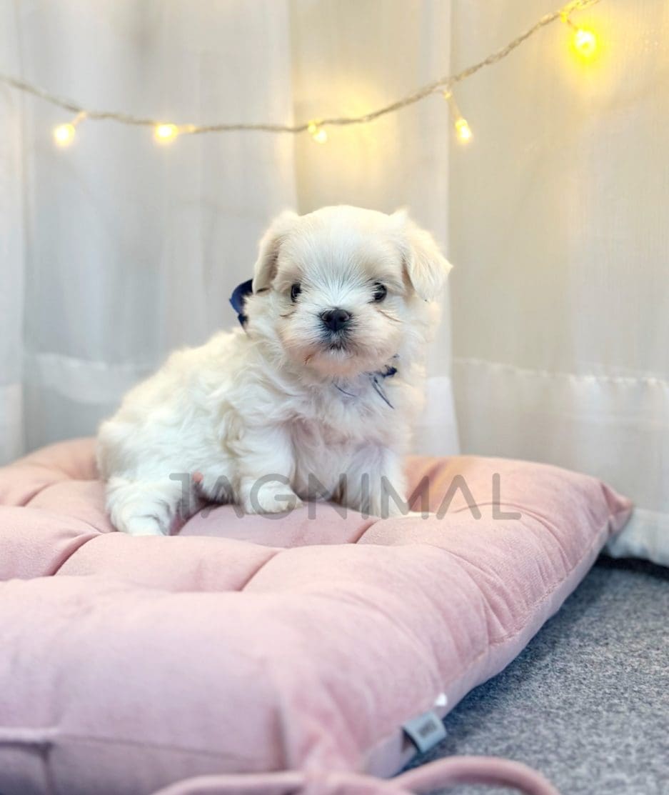 Maltese puppy for sale, dog for sale at Tagnimal