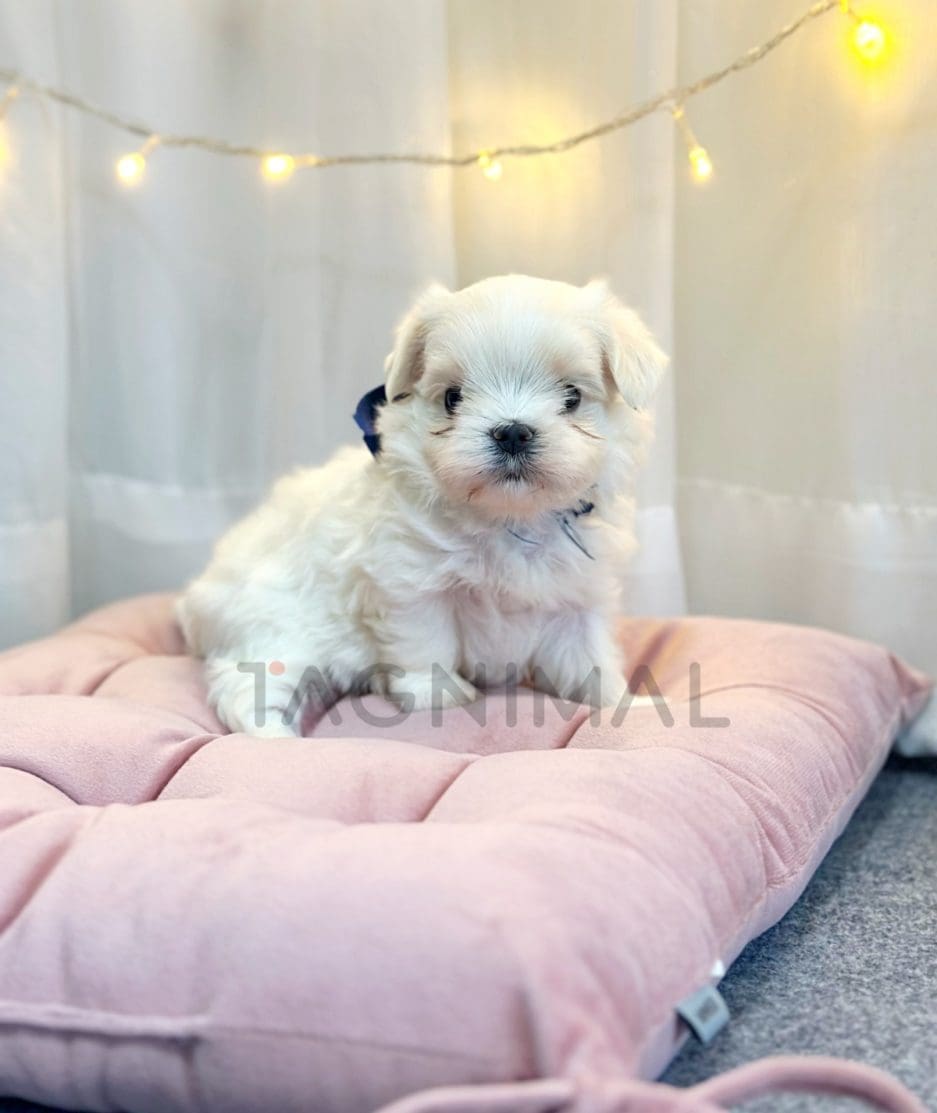 Maltese puppy for sale, dog for sale at Tagnimal