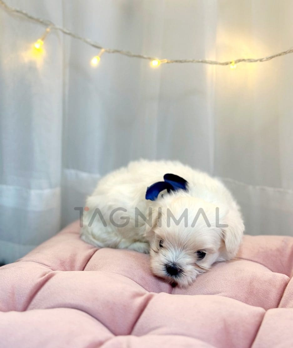 Maltese puppy for sale, dog for sale at Tagnimal