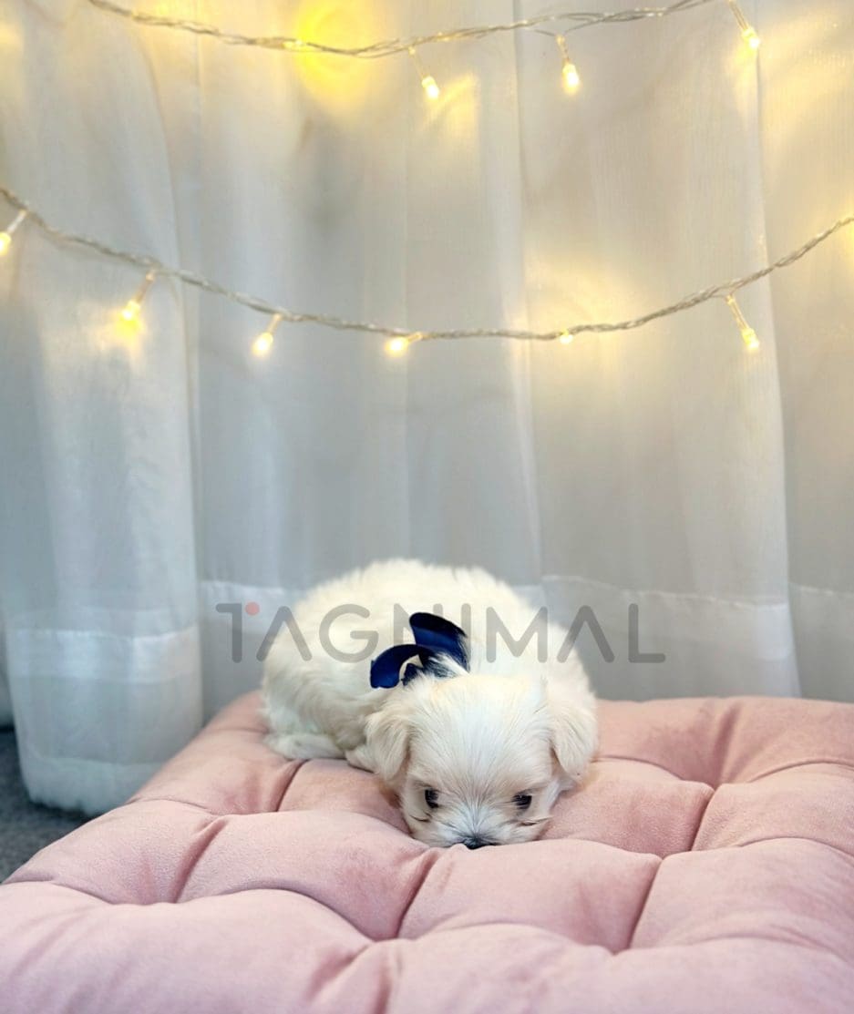 Maltese puppy for sale, dog for sale at Tagnimal