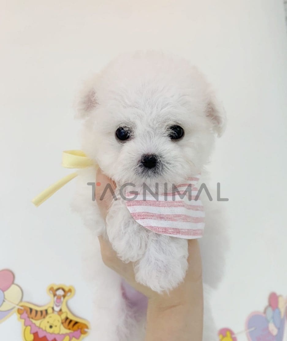 Bichon puppy for sale, dog for sale at Tagnimal