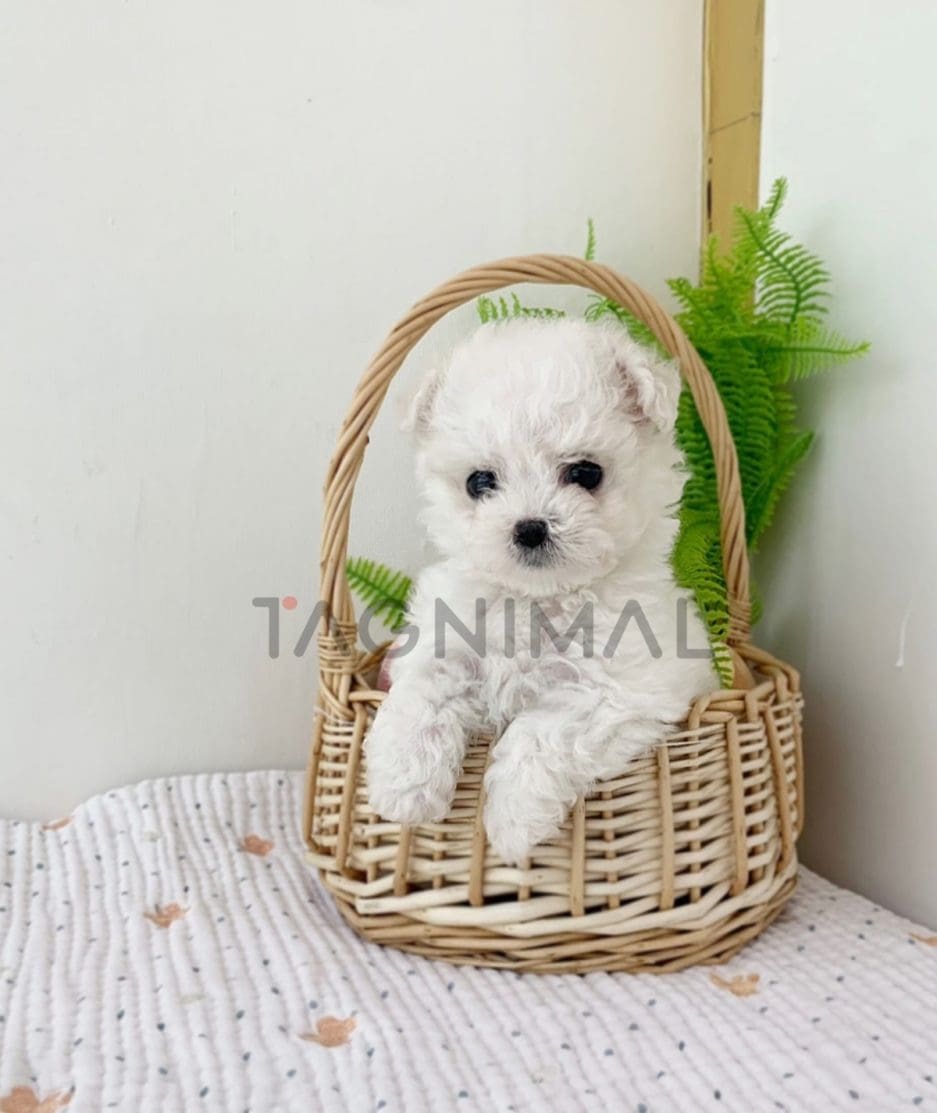 Bichon puppy for sale, dog for sale at Tagnimal