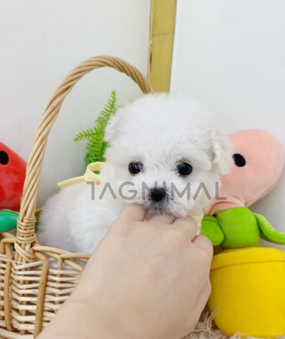 Bichon puppy for sale, dog for sale at Tagnimal