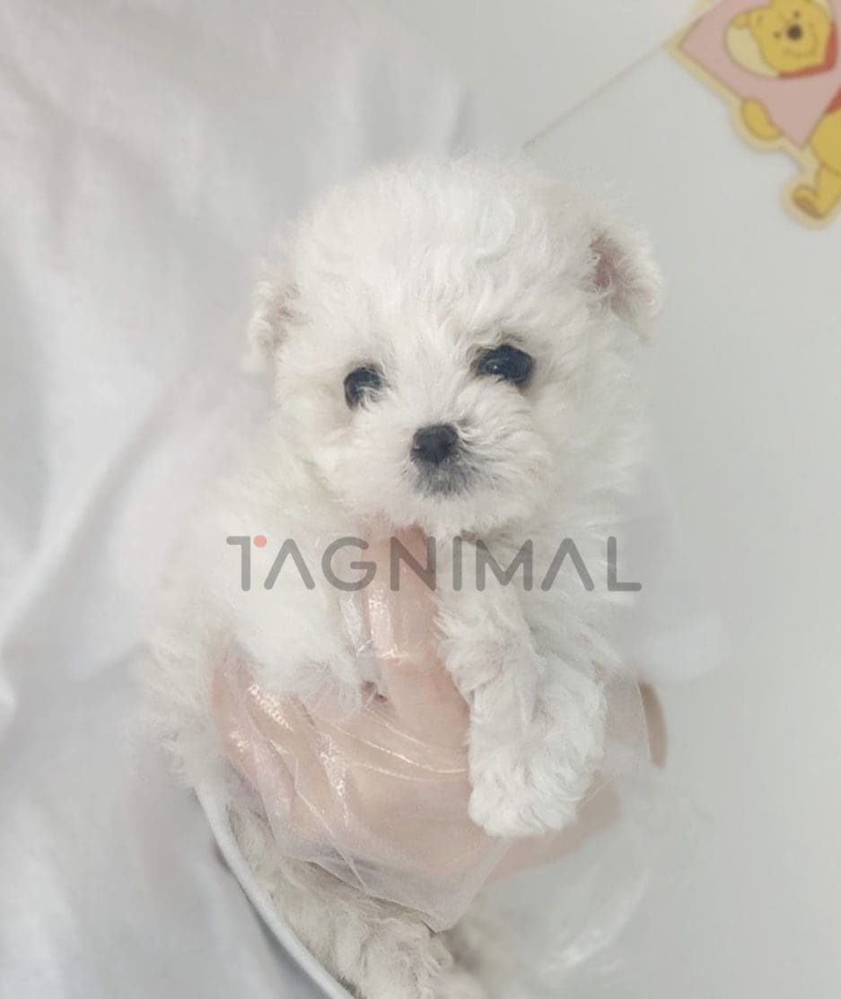 Bichon puppy for sale, dog for sale at Tagnimal