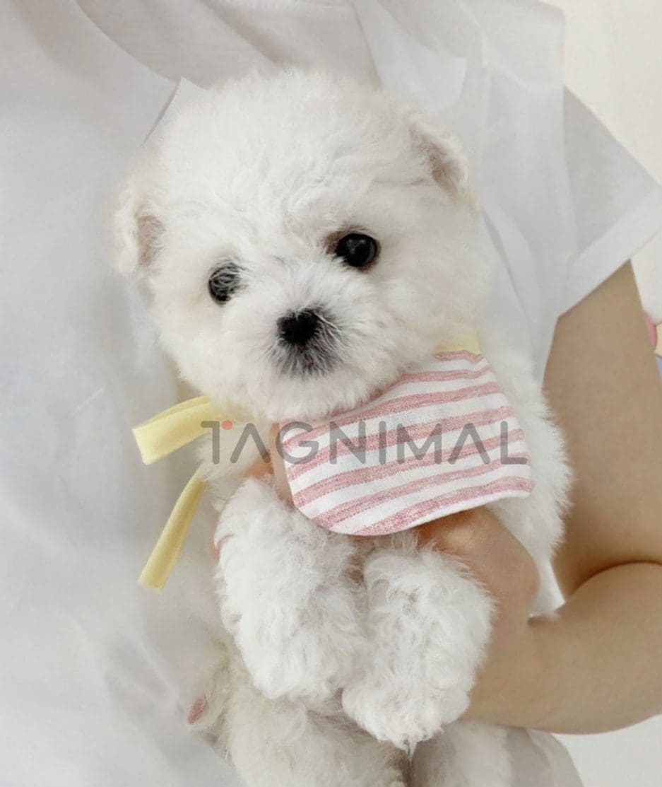 Bichon puppy for sale, dog for sale at Tagnimal