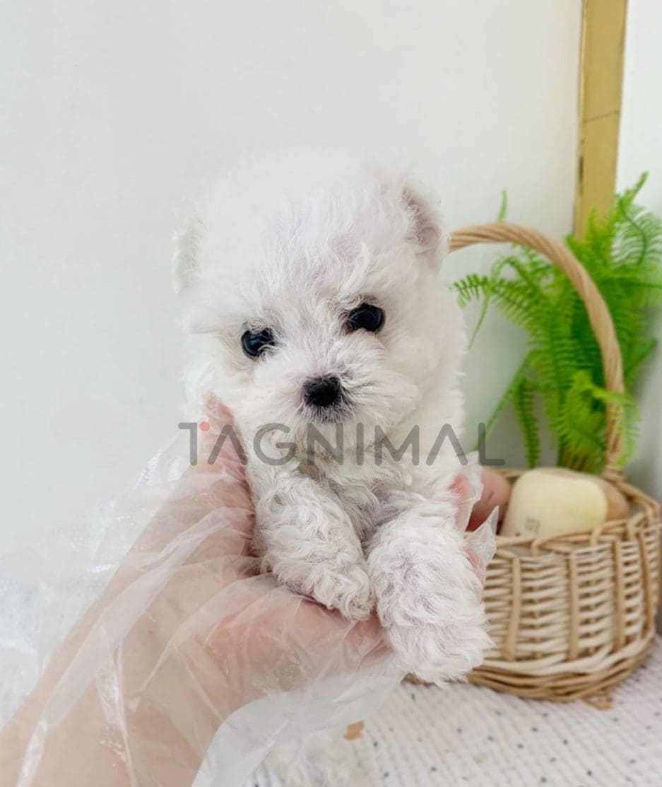 Bichon puppy for sale, dog for sale at Tagnimal