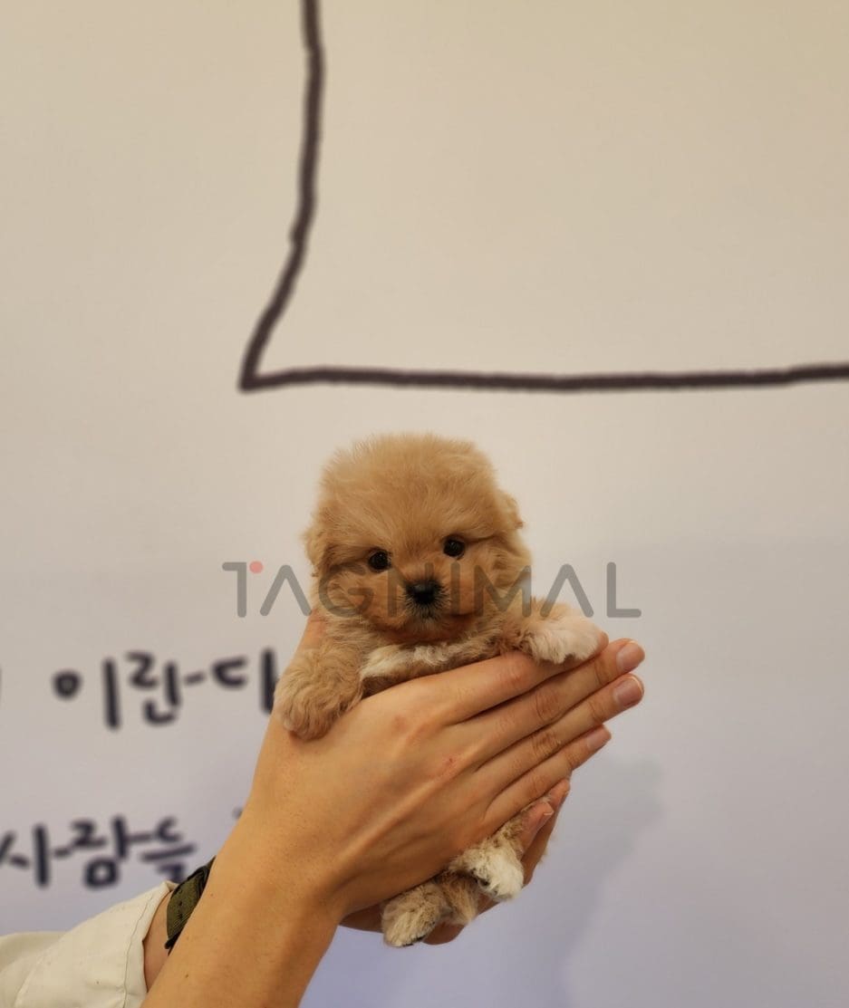 Maltipoo puppy for sale, dog for sale at Tagnimal