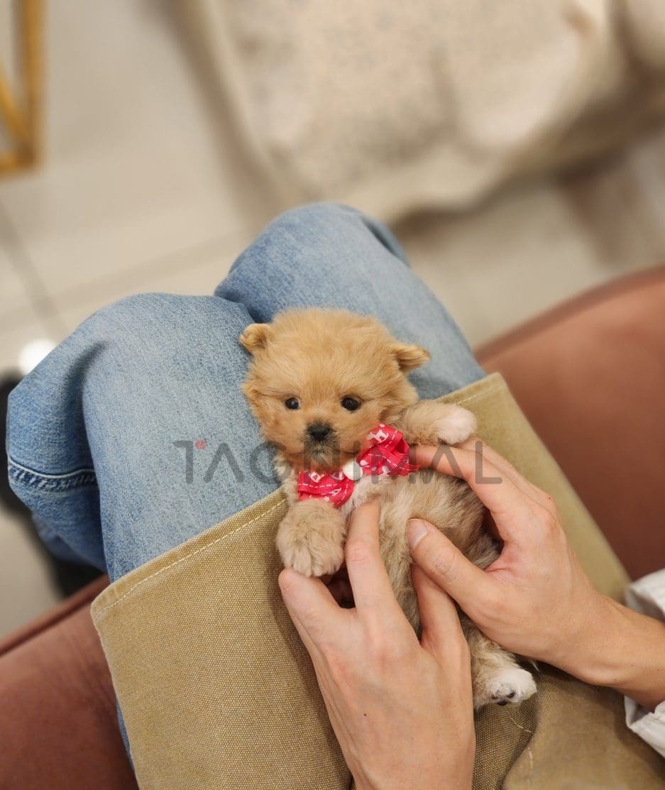 Maltipoo puppy for sale, dog for sale at Tagnimal