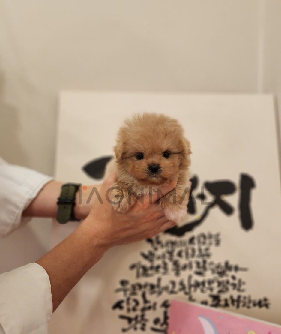 Maltipoo puppy for sale, dog for sale at Tagnimal