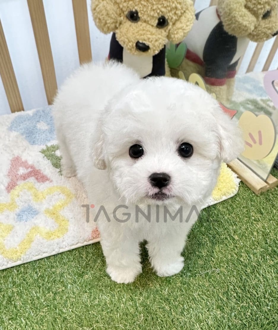 Bichon puppy for sale, dog for sale at Tagnimal