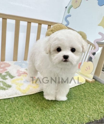 Bichon puppy for sale, dog for sale at Tagnimal