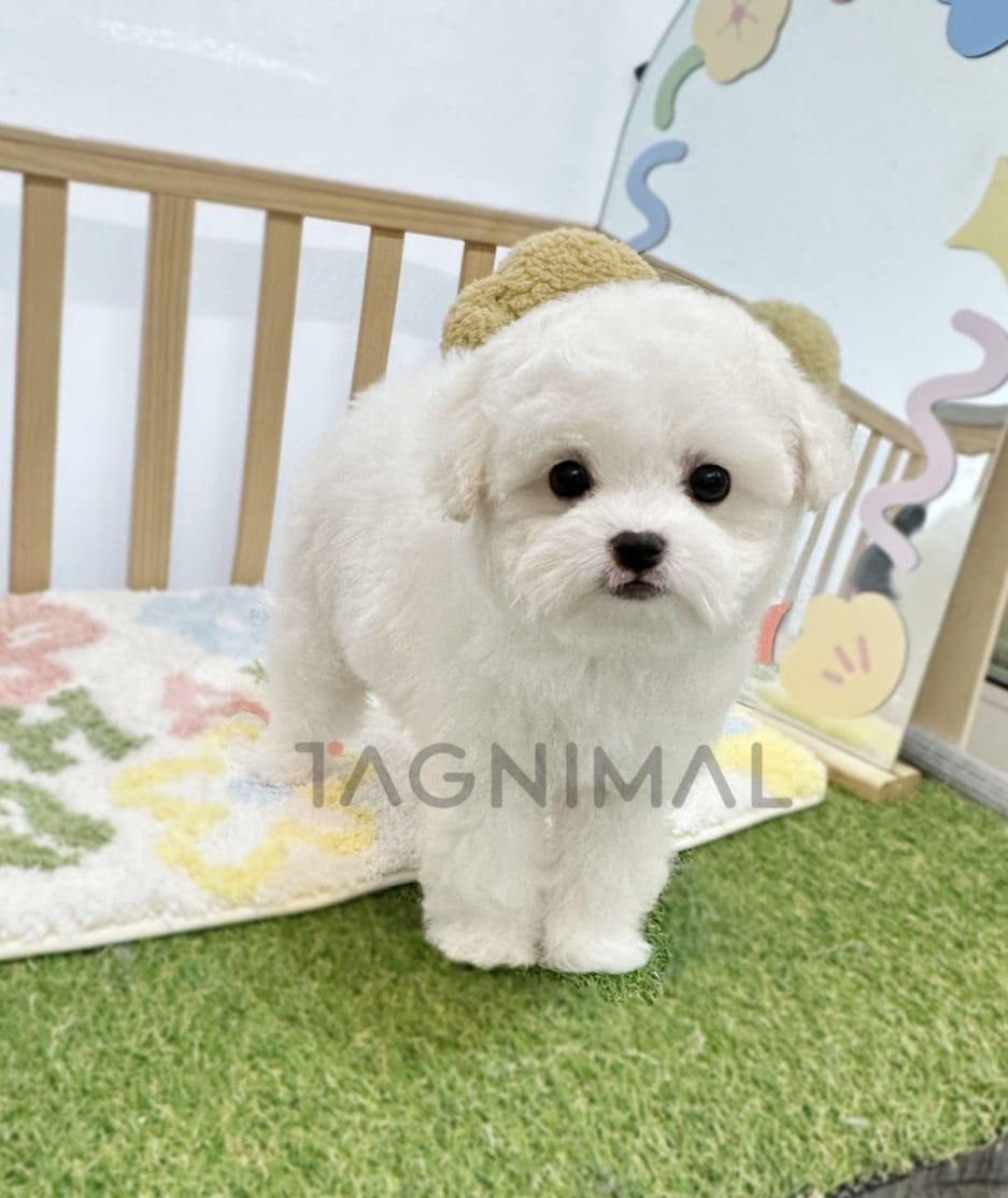 Bichon puppy for sale, dog for sale at Tagnimal