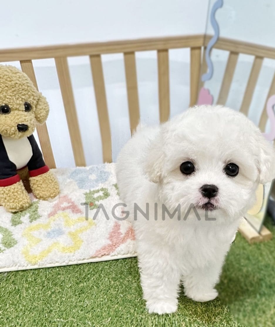 Bichon puppy for sale, dog for sale at Tagnimal