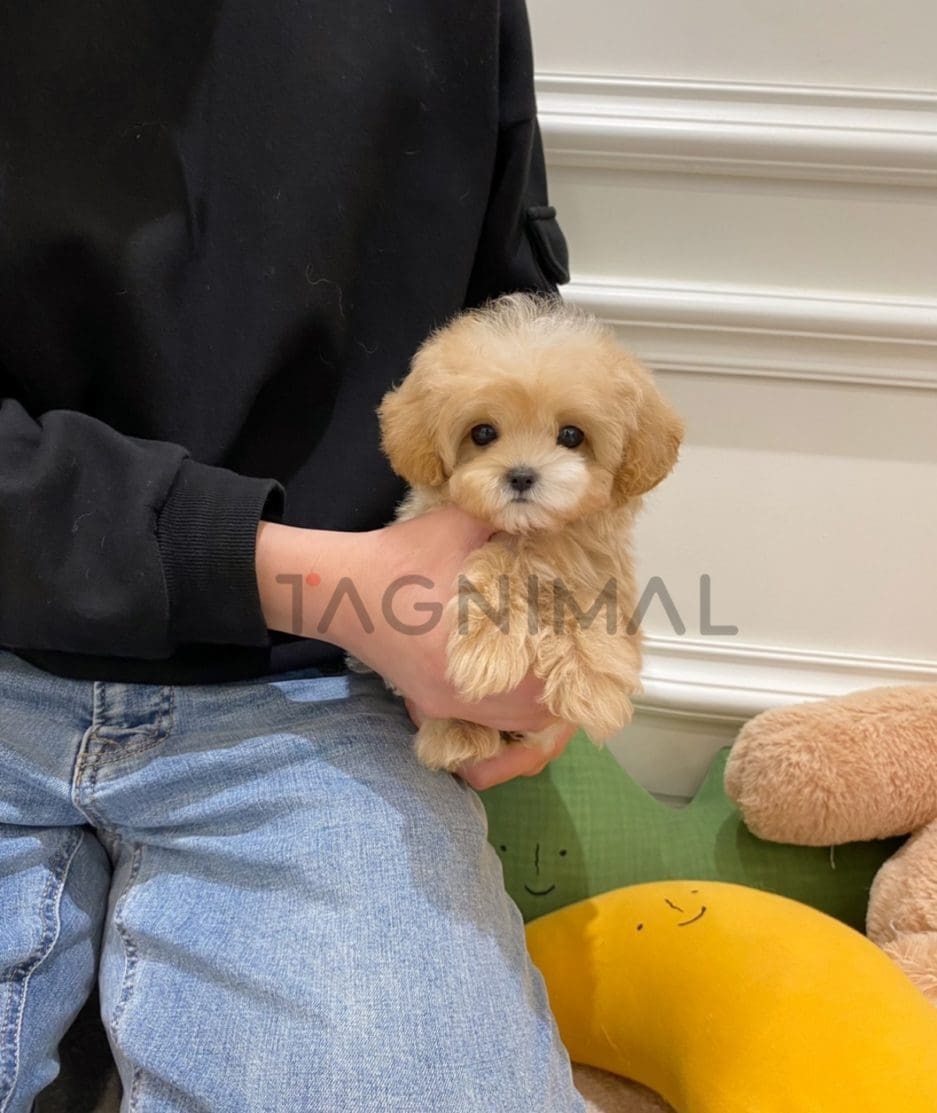 Maltipoo puppy for sale, dog for sale at Tagnimal