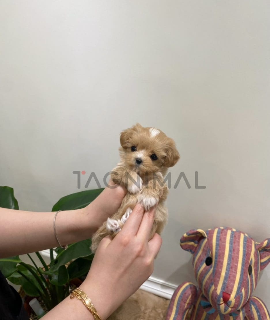 Maltipoo puppy for sale, dog for sale at Tagnimal