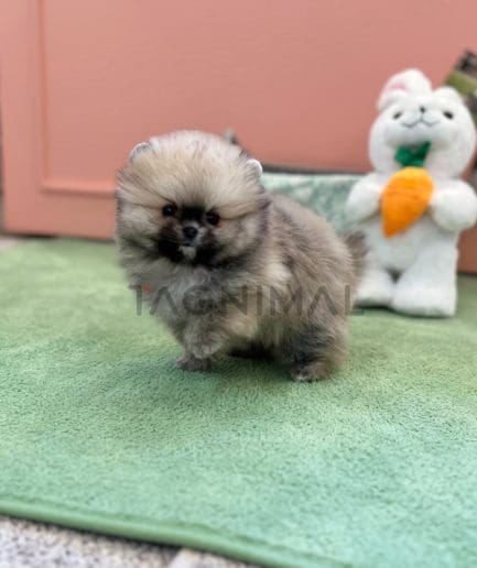 Pomeranian puppy for sale, dog for sale at Tagnimal