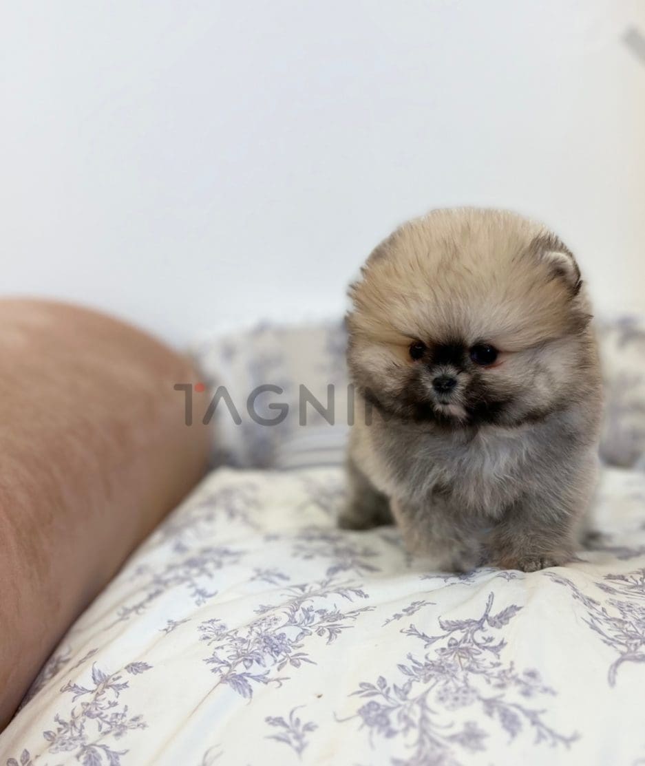 Pomeranian puppy for sale, dog for sale at Tagnimal