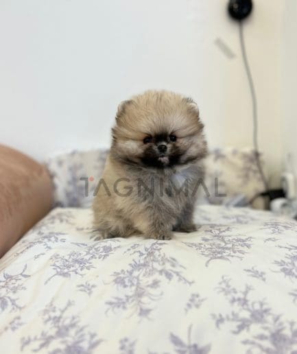 Pomeranian puppy for sale, dog for sale at Tagnimal