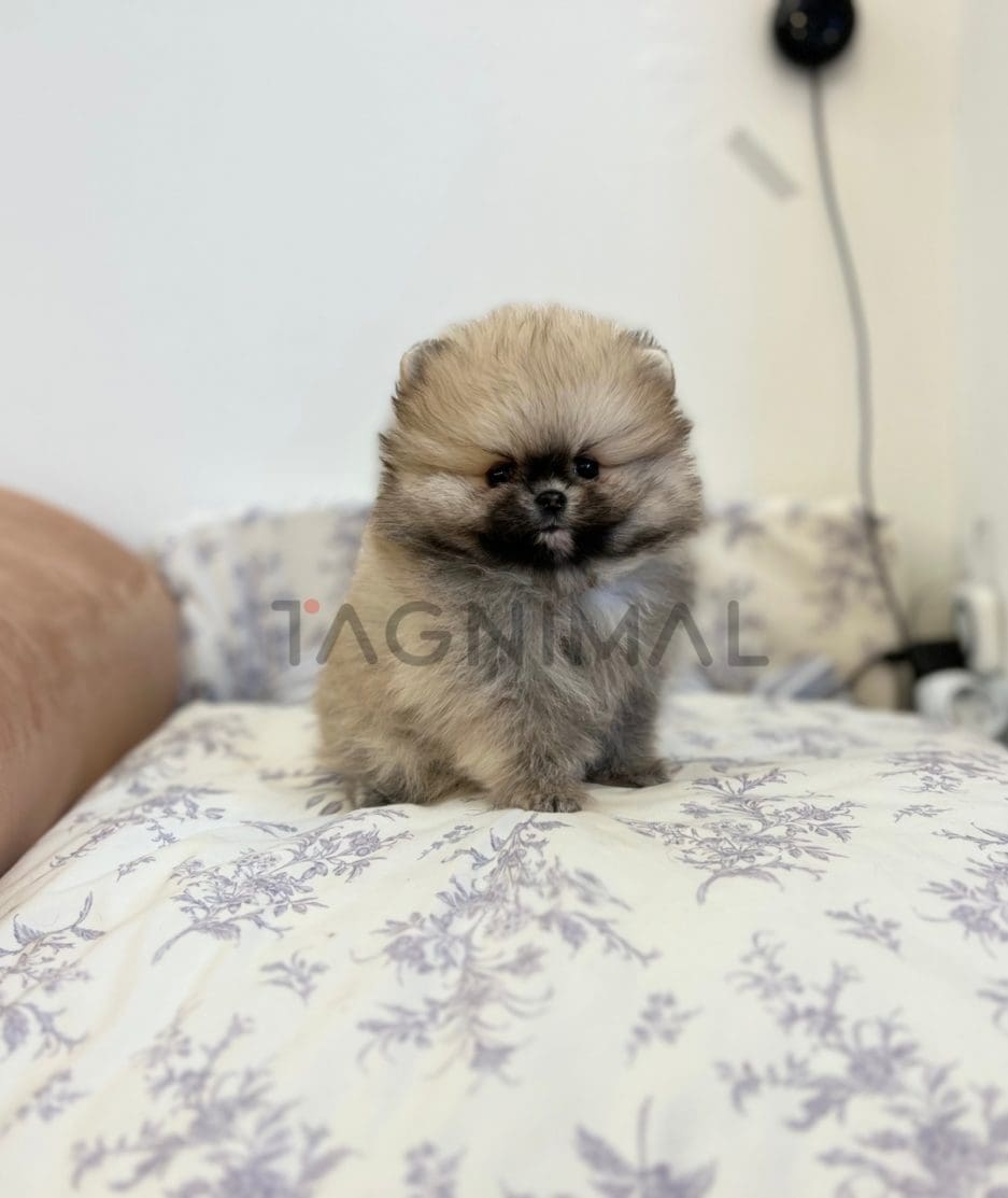 Pomeranian puppy for sale, dog for sale at Tagnimal