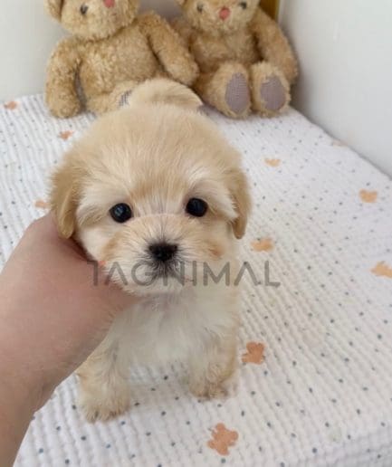 Maltipoo puppy for sale, dog for sale at Tagnimal