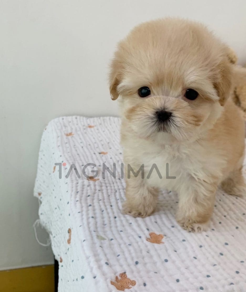 Maltipoo puppy for sale, dog for sale at Tagnimal