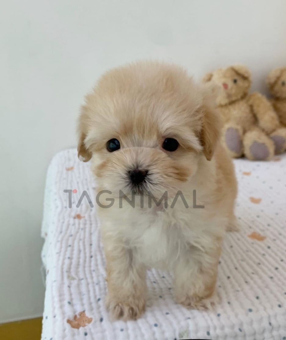 Maltipoo puppy for sale, dog for sale at Tagnimal