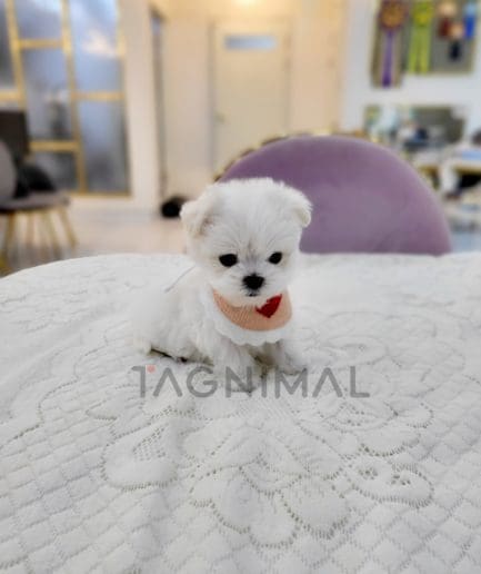 Maltese for sale, dog for sale at Tagnimal