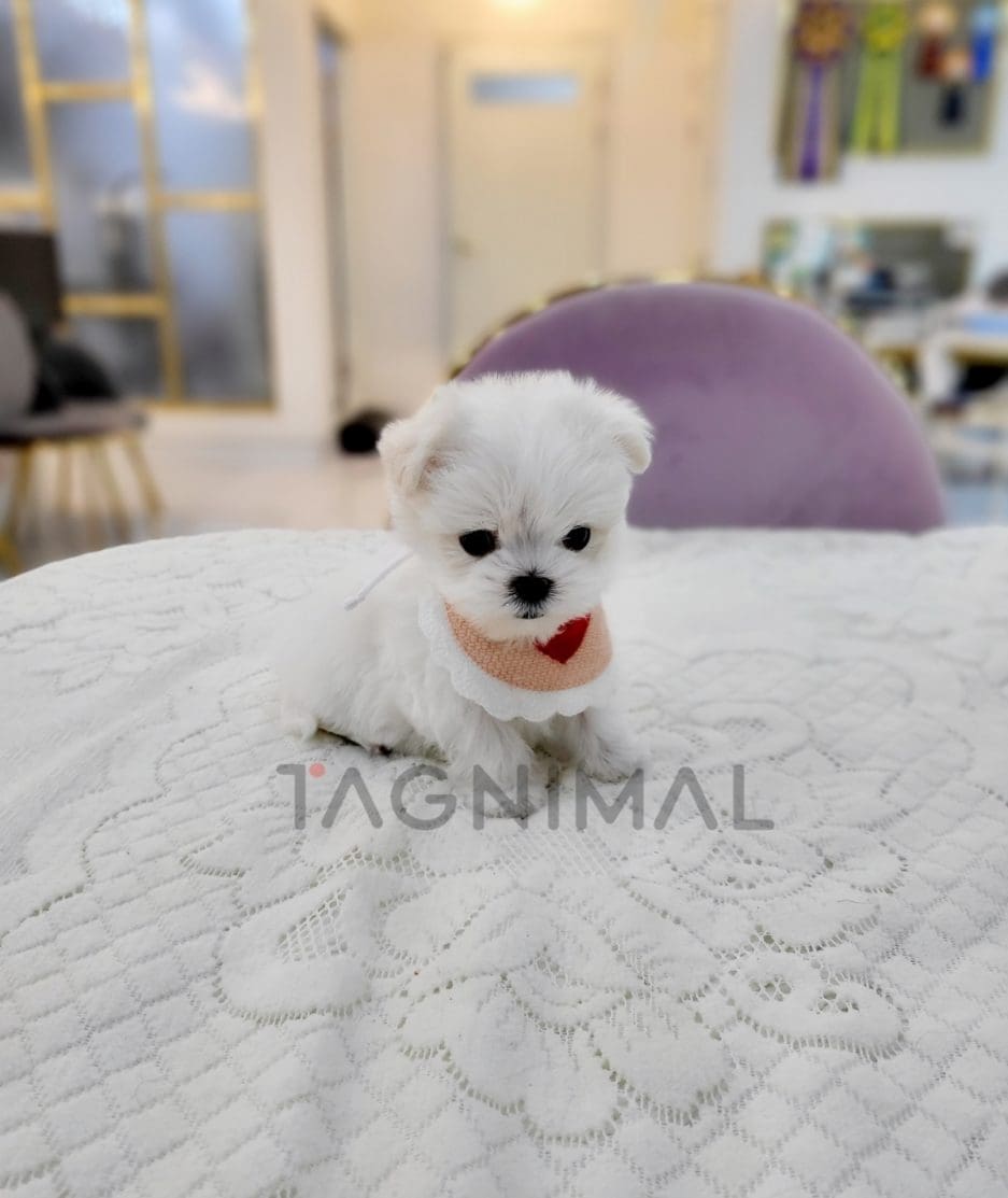 Maltese for sale, dog for sale at Tagnimal