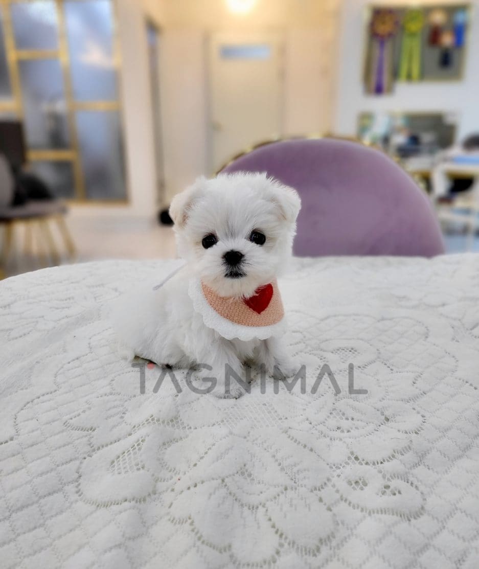 Maltese for sale, dog for sale at Tagnimal