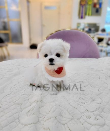 Maltese for sale, dog for sale at Tagnimal