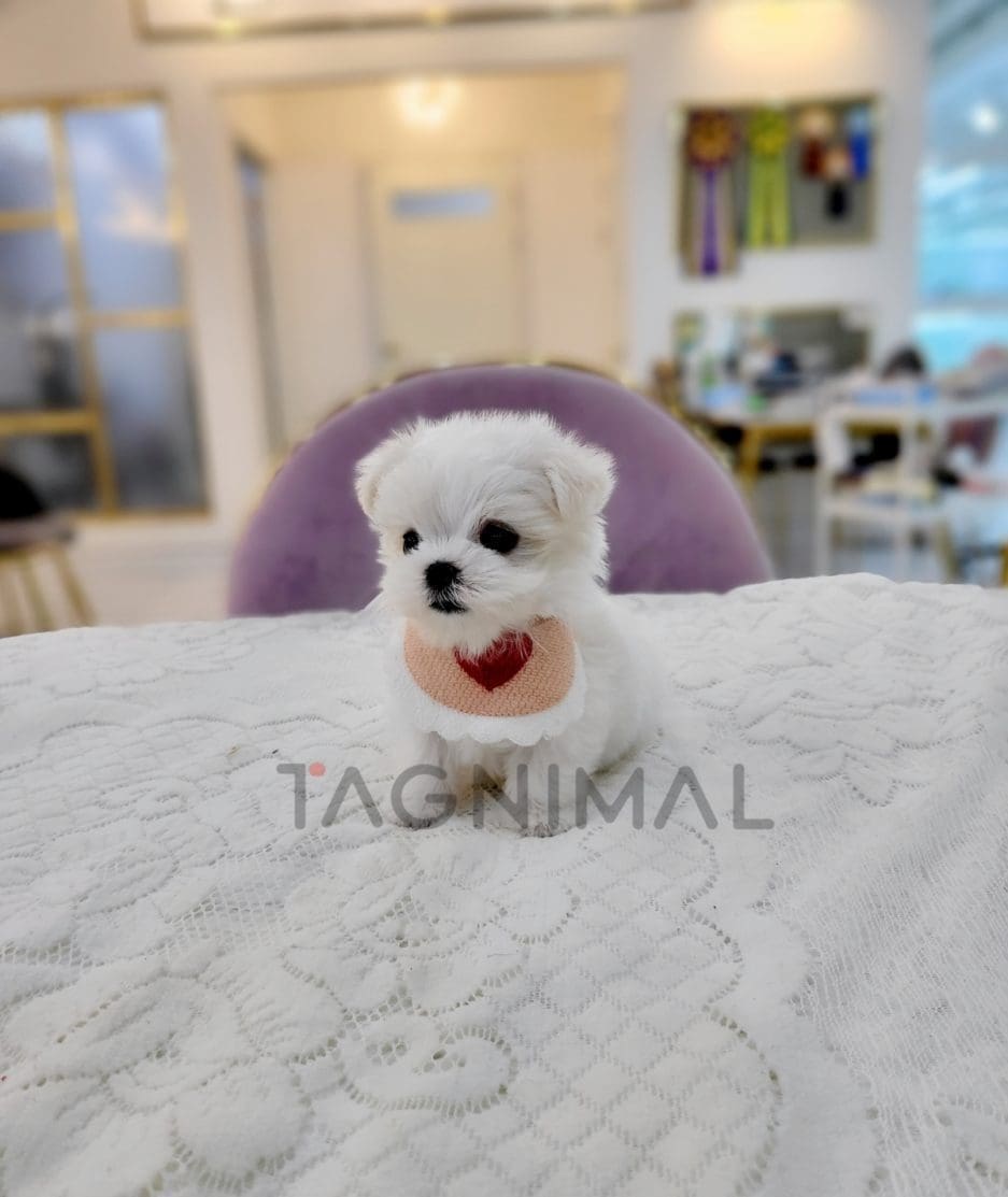 Maltese for sale, dog for sale at Tagnimal