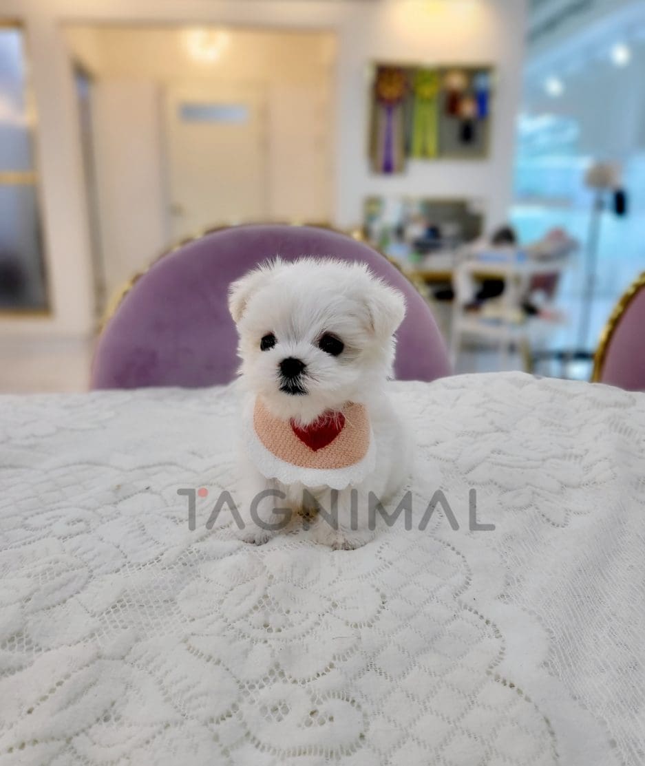 Maltese for sale, dog for sale at Tagnimal