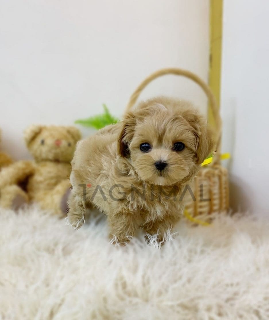 Maltese puppy for sale, dog for sale at Tagnimal