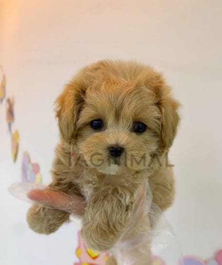 Maltipoo puppy for sale, dog for sale at Tagnimal