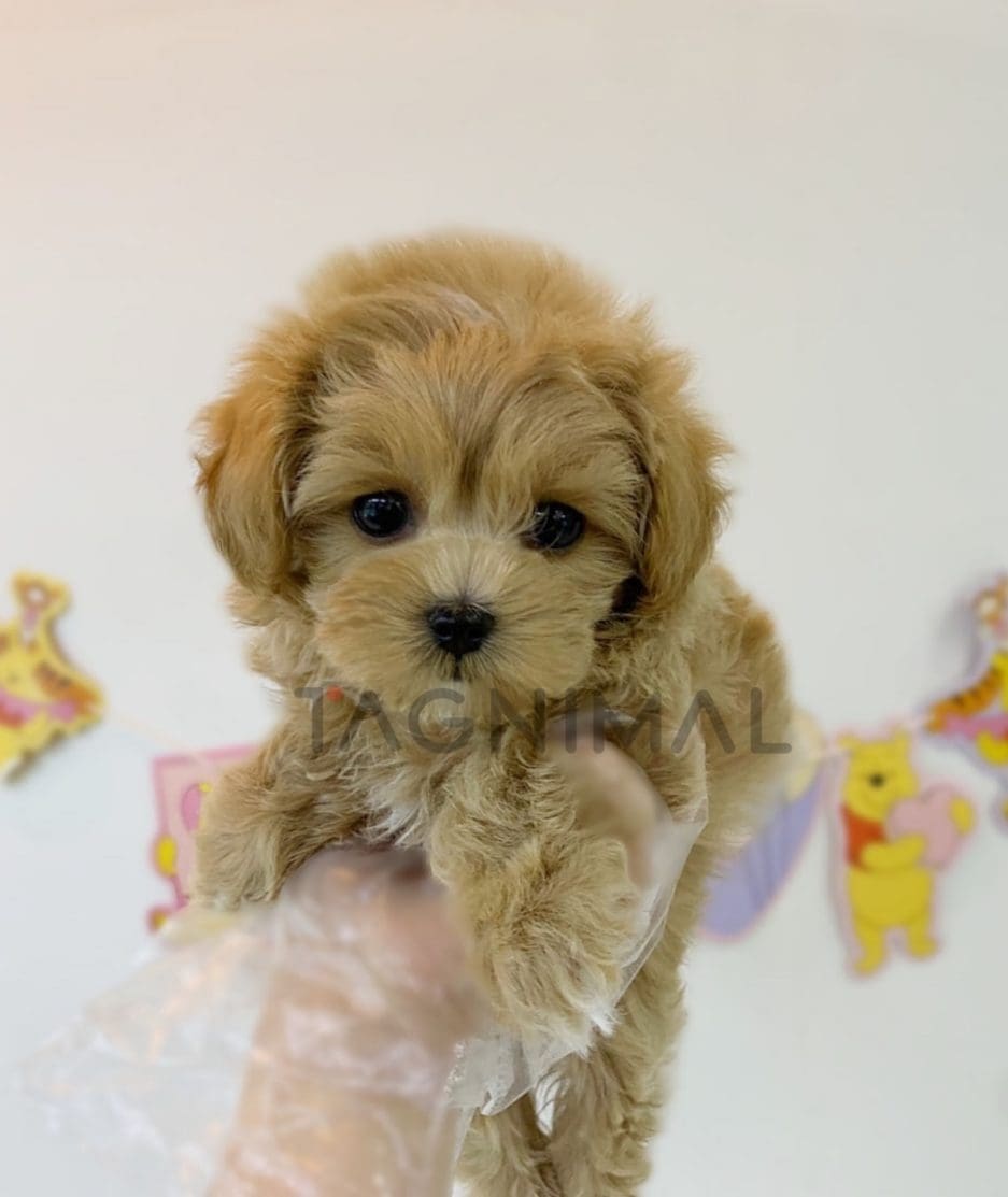 Maltese puppy for sale, dog for sale at Tagnimal