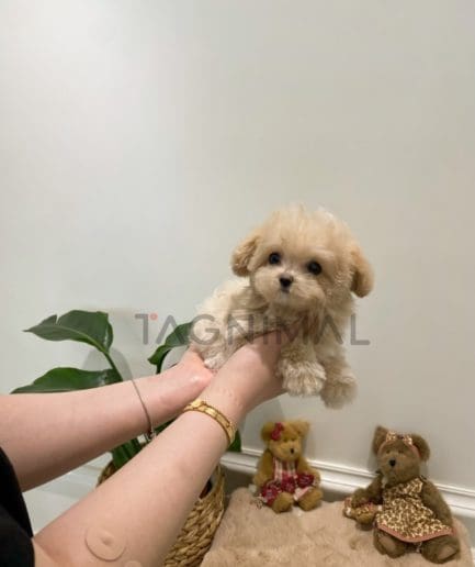 Maltipoo for sale, dog for sale at Tagnimal