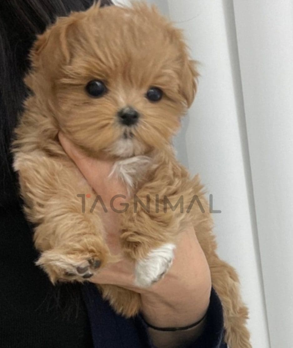 Maltipoo puppy for sale, dog for sale at Tagnimal