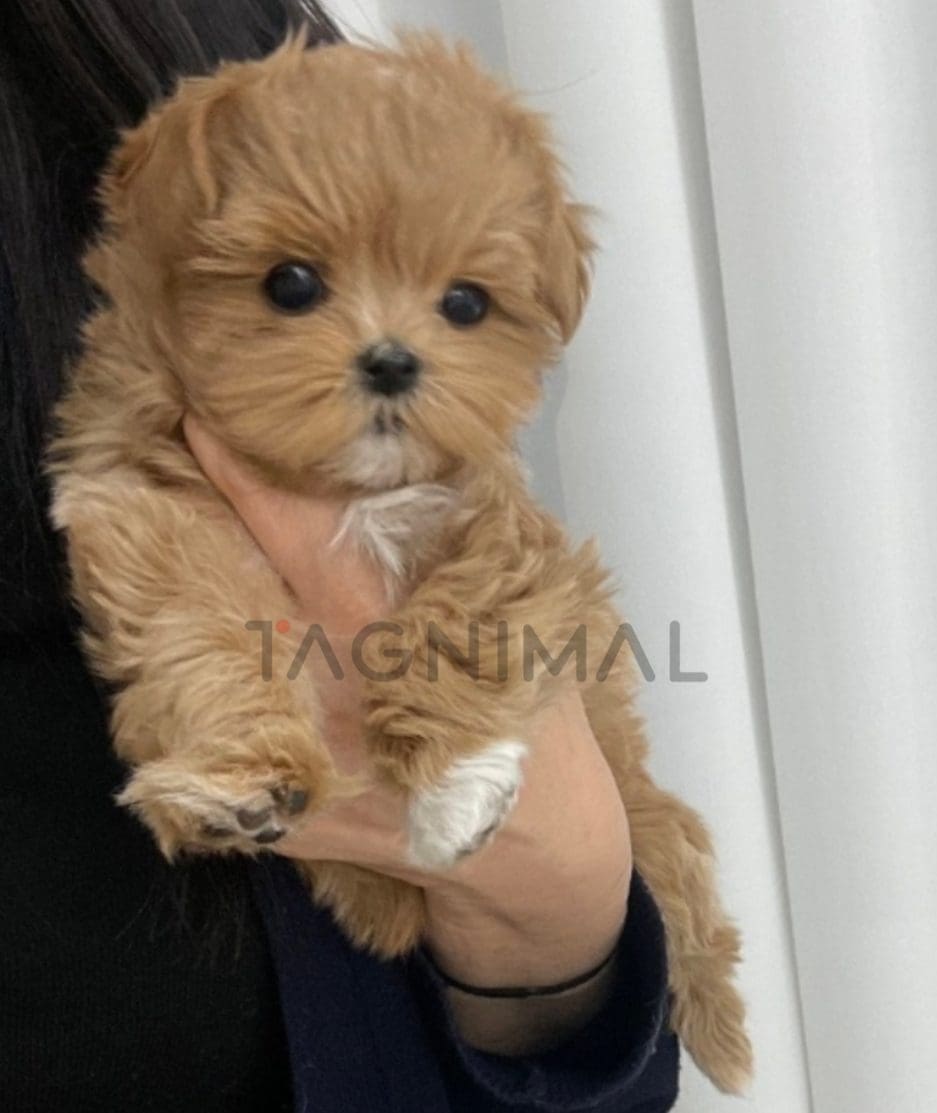 Maltipoo puppy for sale, dog for sale at Tagnimal